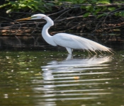 2016 06 11 WildLife MPLS 178